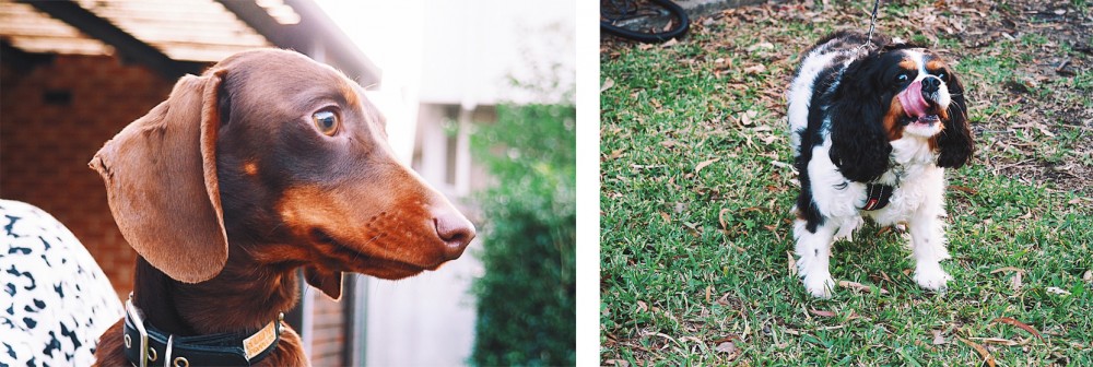 groomed-dogs